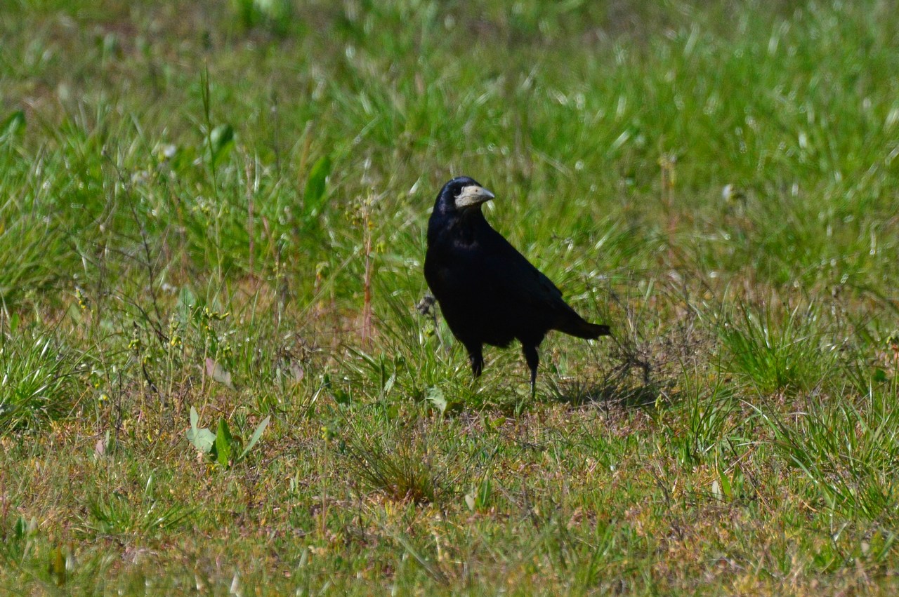 Corvus frugilegus frugilegus Corvus frugilegus frugilegus